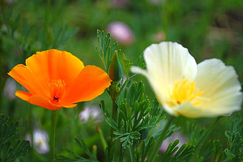 Orange w White, cool HD wallpaper