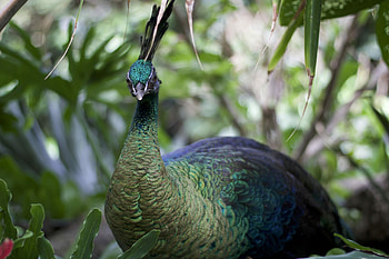 Green, Peacocks HD wallpaper