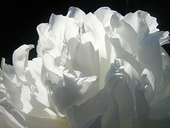 Flower, Macro, Rose Flower, Rose, Petals, Shadow HD wallpaper