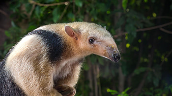 Anteater, , Stunning, Striking HD wallpaper