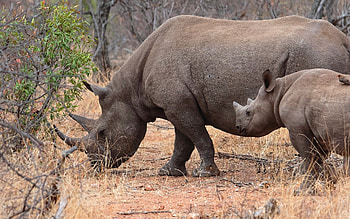 Rhinos, baby, mother, Africa, mammals HD wallpaper