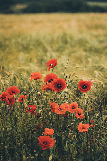 Flowers, Grass, Poppies, Wildflowers HD phone wallpaper