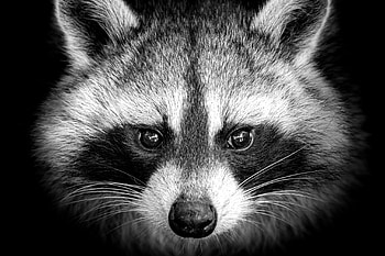 Infostealer raccoon, Cybersecurity threat, Malicious software, Digital security HD wallpaper