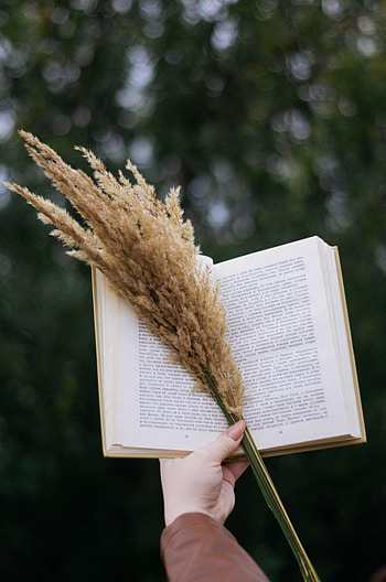 Cones, Hand, Miscellanea, Miscellaneous, Bouquet, Spikelets, Book HD phone wallpaper