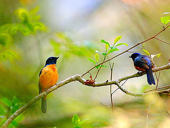 Beautiful Birds, beautiful, birds HD wallpaper