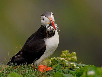 Puffin, white, black, bird, arctic HD wallpaper
