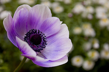 Flowers, Lilac, Flower, Pollen, Stem, Stalk HD wallpaper