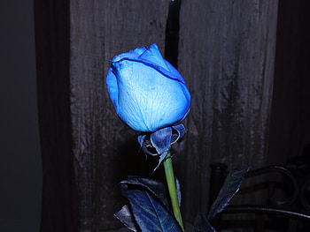 Lovely In Blue, graphy, Nature, Flower, Blue, Rose HD wallpaper