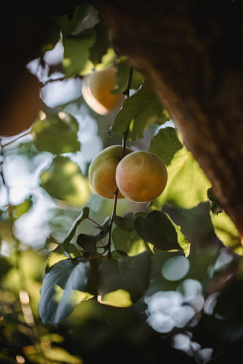 Fruits, Leaves, Macro, Branch, Apricots HD phone wallpaper
