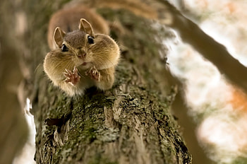 Chipmunk, animal, view from down, cute, squirrel, veverita cu falcute, tree HD wallpaper