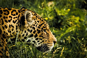 Intense close-up of a jaguar prowling through the grass, showcasing its stunning spots and natural habitat. HD wallpaper