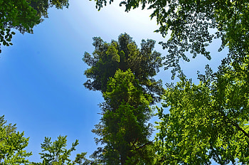 Tree, sky, nature, beauty HD wallpaper