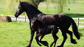 Friesian Horses, horse, friesian, nature, filly, pony, colt HD wallpaper