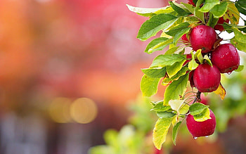 Apple Tree, Amazing garden, Kismat welding works, Apple plant HD wallpaper