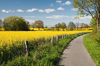 Canola path., path, tree, canola, field, flower, fence, road, sky, cloud HD wallpaper