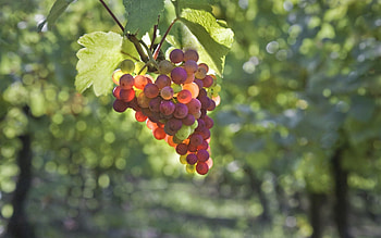 Food, Grapes, Plant, Branch HD wallpaper