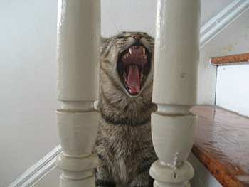 Bored, closeup, cat, funny, stairs HD wallpaper