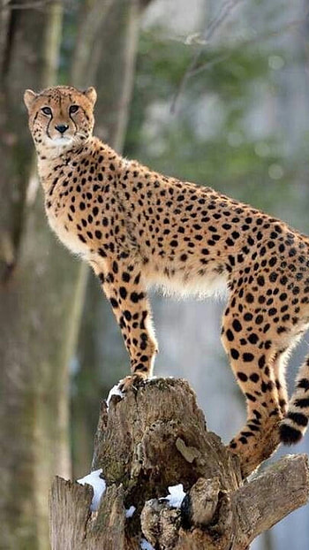 Cheetah, Big Cat HD phone wallpaper