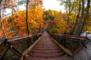 Nature, Trees, Autumn, Forest, Stairs, Ladder, Steps HD wallpaper