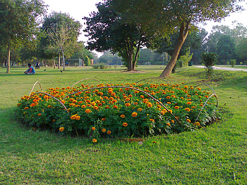 Bed of flowers, nature, flowers, bed HD wallpaper