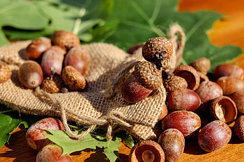 Nature, Nuts, Acorns, Fruit, Bag, Sack HD wallpaper