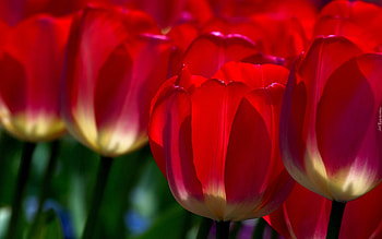 TULIPS, COLOR, PETALS, LEAVES, STEMS HD wallpaper
