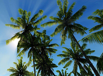 sun, palms, sky, skadows HD wallpaper