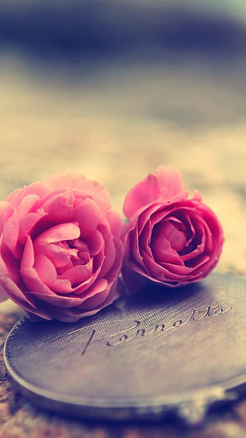 Best Love, Roses, Pink Flowers HD phone wallpaper