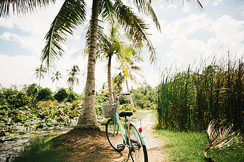 Palms, Miscellanea, Miscellaneous, Tropics, Sunlight, Bicycle HD wallpaper