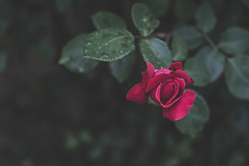 Rose, Bud, Macro, Bokeh HD wallpaper