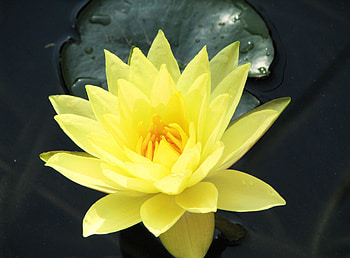 Flowers, Water, Close-Up, Leaflet, Water Lily HD wallpaper