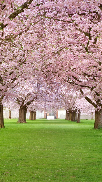 Blossoming trees, Pink paradise, Park beauty, Nature's wonder HD phone wallpaper
