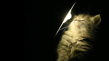 Animals, Cats HD wallpaper
