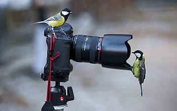 Say Cheese, lens, black, birds, animals, camera, nature HD wallpaper