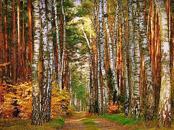 Long Trees, trees, beautiful, , long HD wallpaper