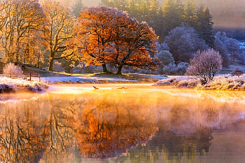 Reflection, autumn, lake, tree HD wallpaper