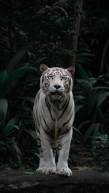 Animals, Bush, Predator, Big Cat, Sight, Opinion, Tiger, Bengal Tiger HD phone wallpaper