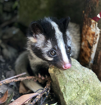 Palm civet, Cute animals, Lovely mammal, Unique creature HD phone wallpaper