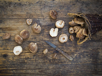 Heilpilz, Gesund, Shiitake, Pilz HD wallpaper