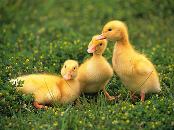Animals, Ducks HD wallpaper