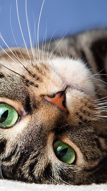 cat , Detailed artwork, Striking colors, Whiskered beauty HD phone wallpaper