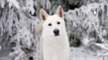 Animals, Snow, Dog, Muzzle, Eyes HD wallpaper