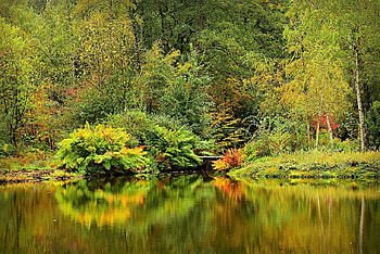 summer pond, trees, reflection, pond, vegetation HD wallpaper