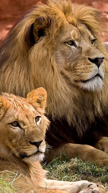 Lion , Lion, Lioness HD phone wallpaper