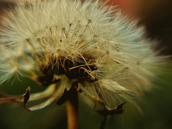 Macro, Close-Up, Dandelion, Fluff, Fuzz HD wallpaper