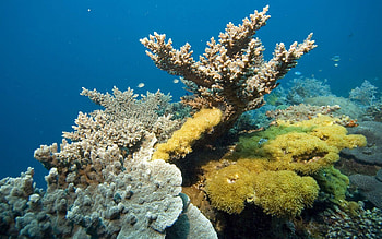 Coral reef , Oceanic serenity, Marine biodiversity, Submerged wonders HD wallpaper