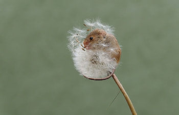 Fluffy bed, dandelion, soricel, cute, funny, rodent, harvest mouse HD wallpaper