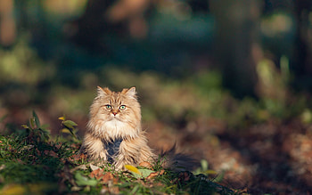 Animals, Grass, Autumn, Cat, Fluffy HD wallpaper