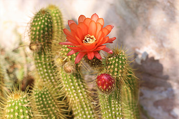 Flowers, Flower, Plant, Bloom, Flowering, Cactus, Prickles, Thorns HD wallpaper