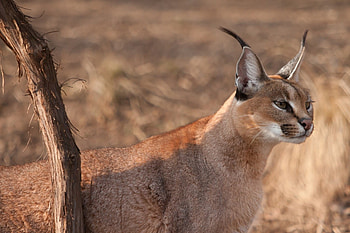 Artistic animal , Captivating caracal, Wildlife graphy, Stunning shots HD wallpaper